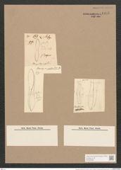 Pleurosigma constrictum Grun. (de-Toni-Nr.: Genus 13, Species 1070) Zeichnungen Sammlung Grunow Nr. 1935 (NHMW-BOT-W0369068)